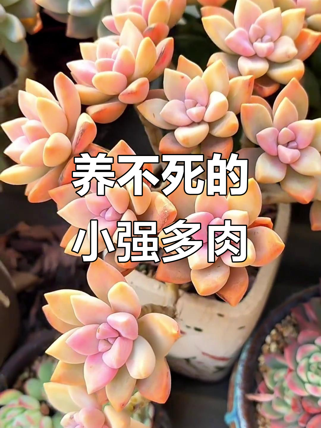 这些多肉植物超耐养，轻松打造老桩，颜值与省心并存