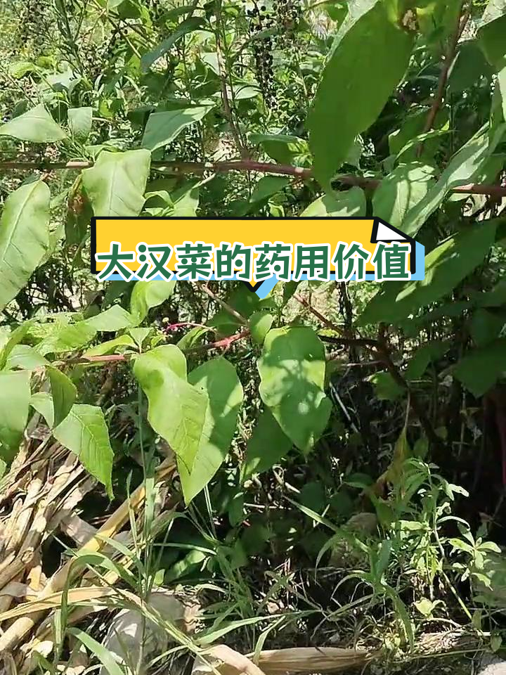 农村草药大汉菜的神奇功效