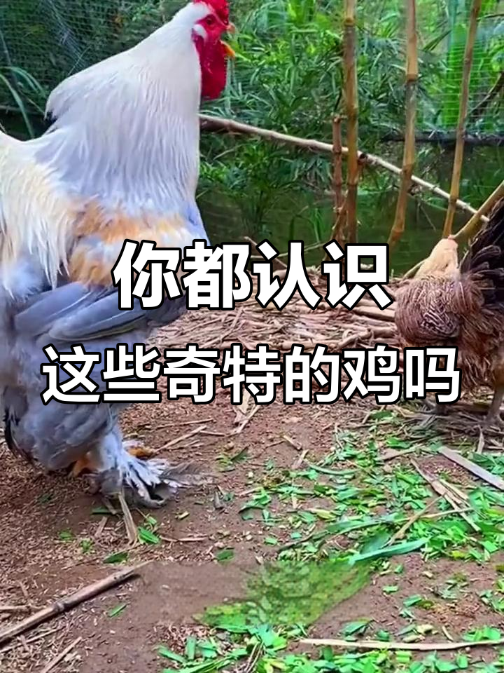 8种奇特鸡品种大揭秘,看看你见过几种?
