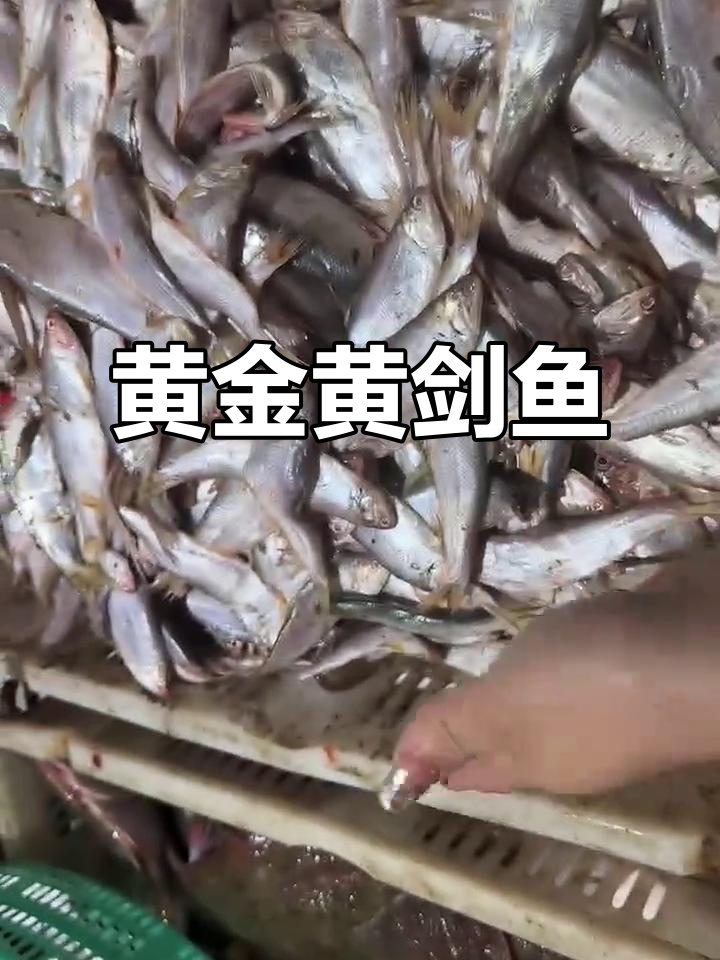 黄剑鱼6斤无冰,新鲜又美味