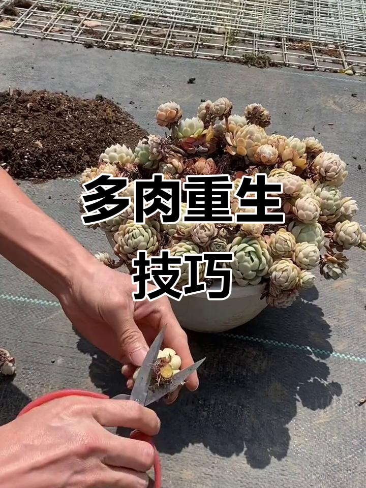 如何将枯萎多肉重生，打造全新盆栽