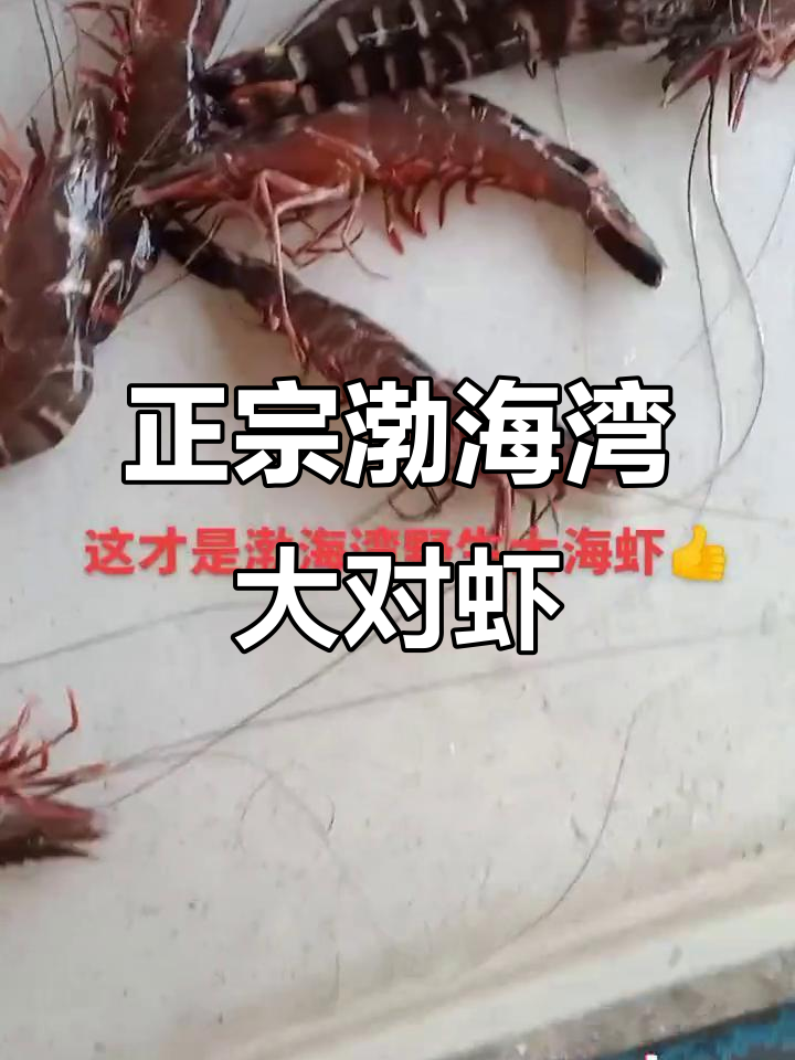渤海湾野生大对虾,口感鲜美无比!