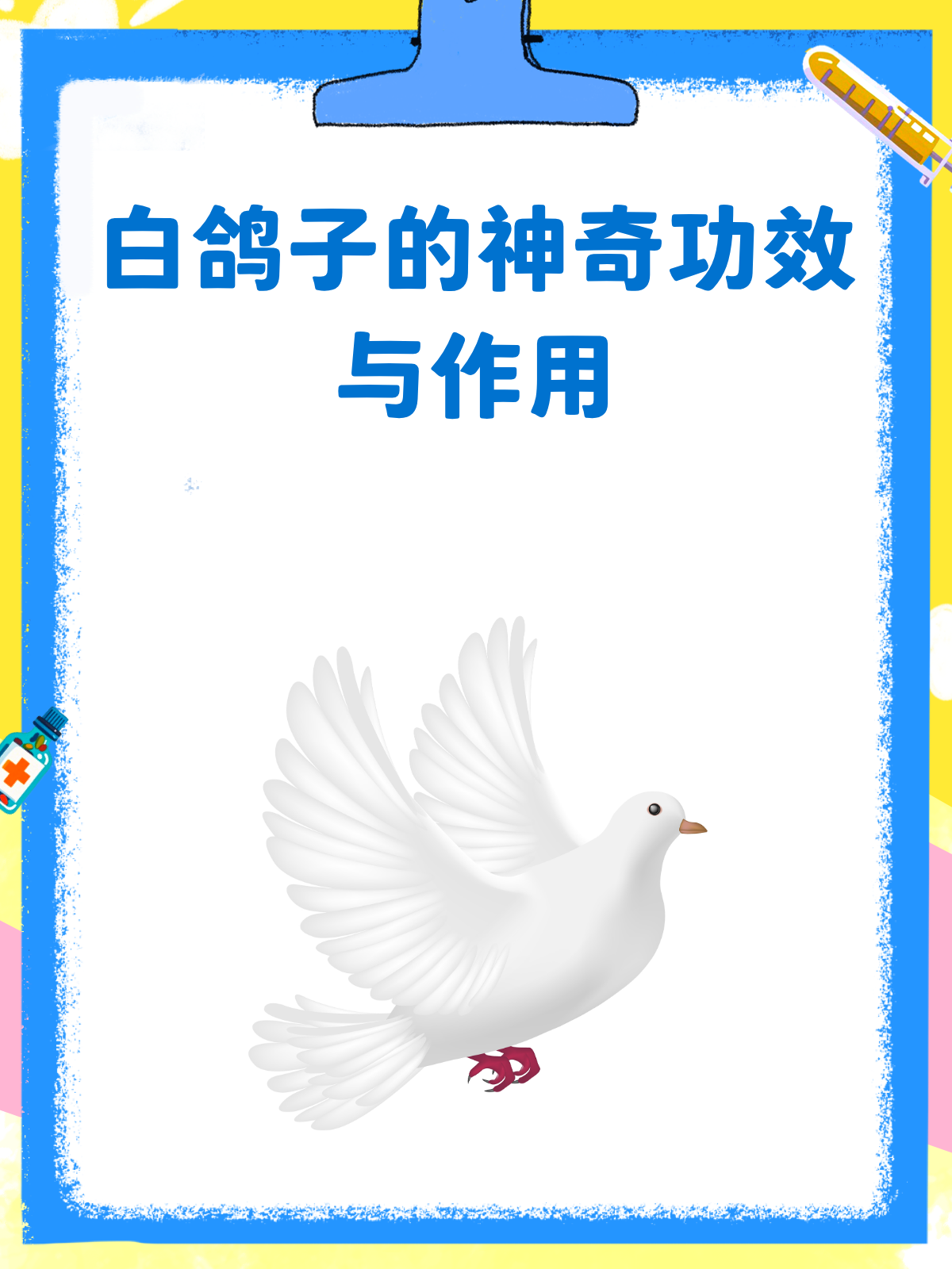 白鸽子,小小身材藏着大大的营养秘密!