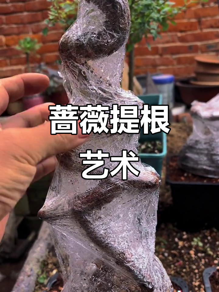 弯弯曲曲的蔷薇根艺,打造独特盆景造型