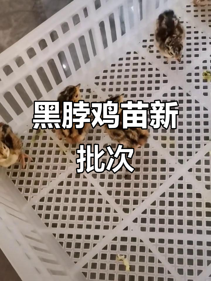 新一批黑脖鸡苗孵化,七彩山鸡脱温苗来啦