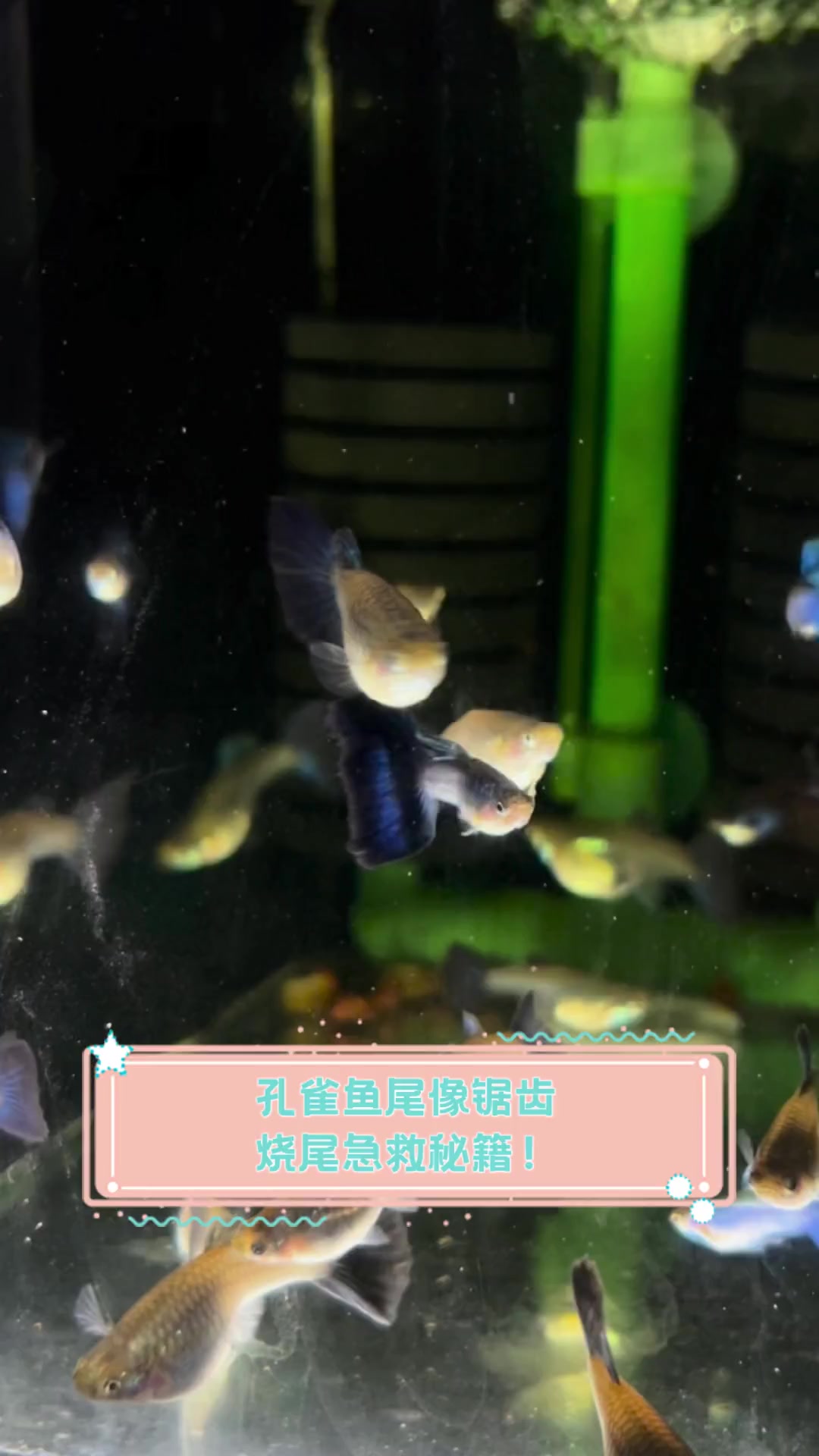孔雀鱼尾像锯齿,烧尾急救秘籍!