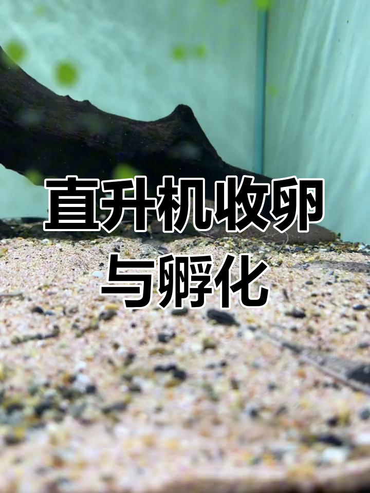 大理石阴阳直升机收卵记,鱼苗孵化全过程大揭秘