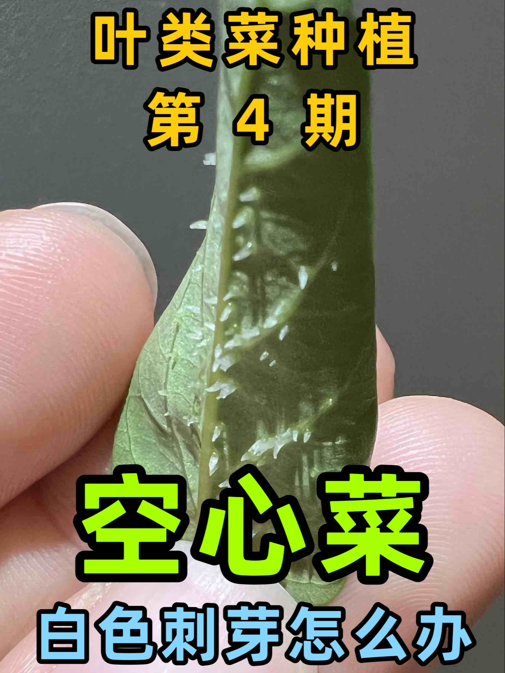空心菜长的白色芽刺是什么?怎么办?