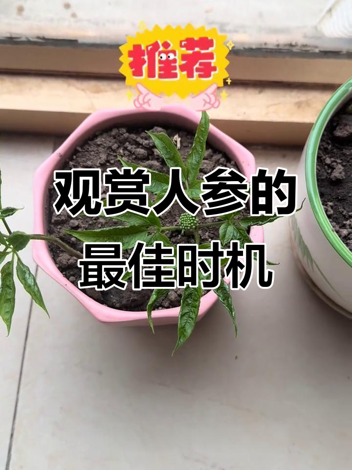 人参开花惊艳,果实成熟变种子,赏花看果两不误