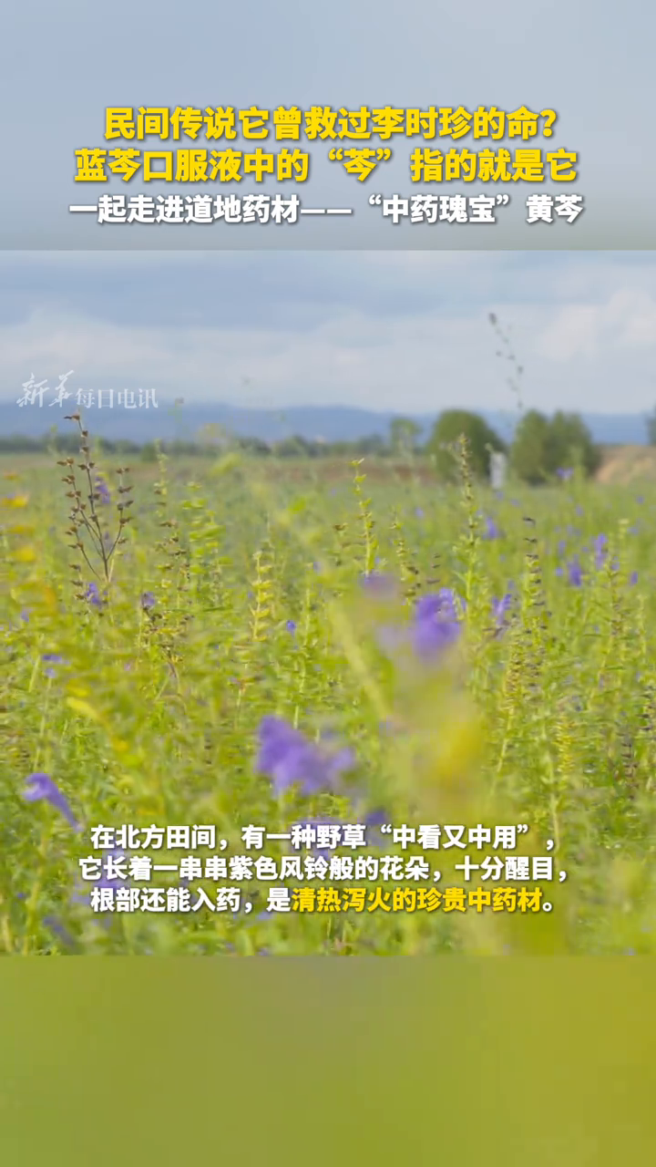 民间传说它曾救过李时珍的命?蓝芩口服液中的“芩”指的就是它