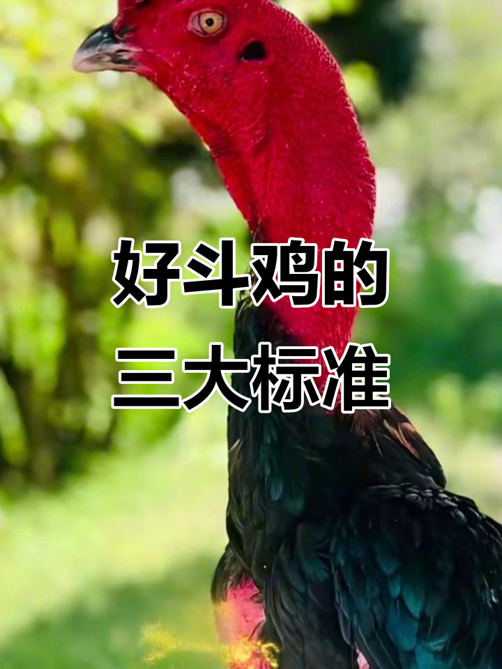 什么是真正的好斗鸡?三大关键要素揭秘