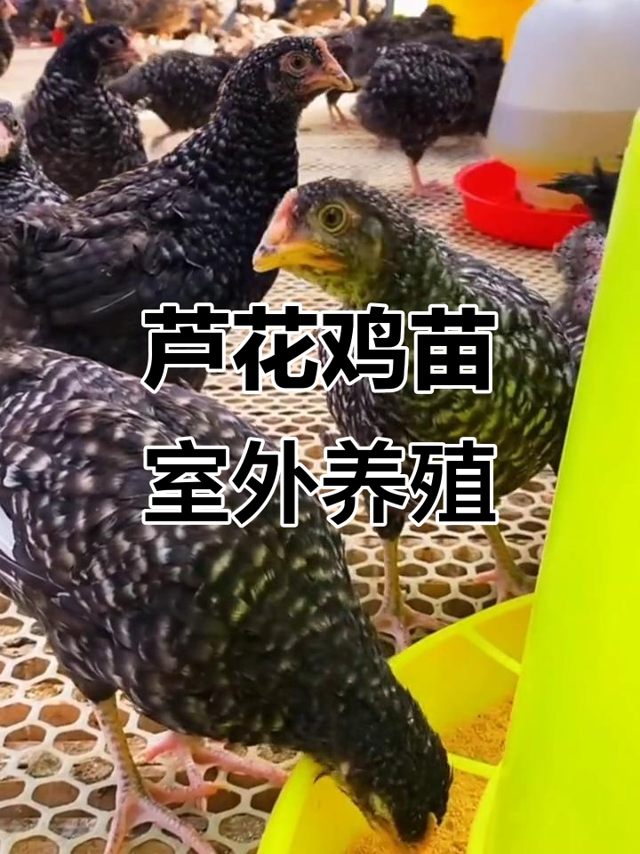 芦花鸡苗已适应温差,可直接散养