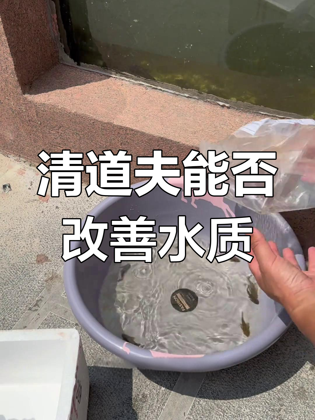 买了清道夫小鱼苗,能帮我清理鱼池粪便吗?