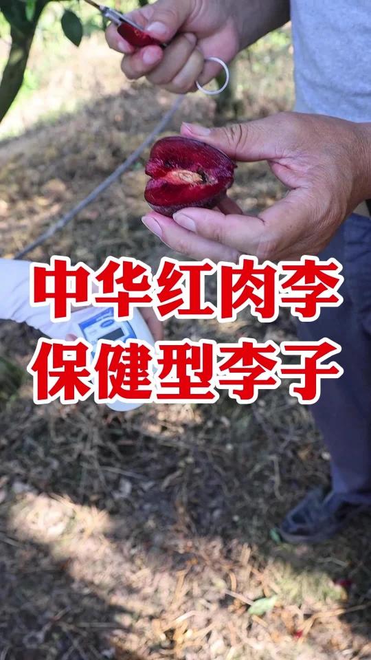 中华红肉李-保健型李子