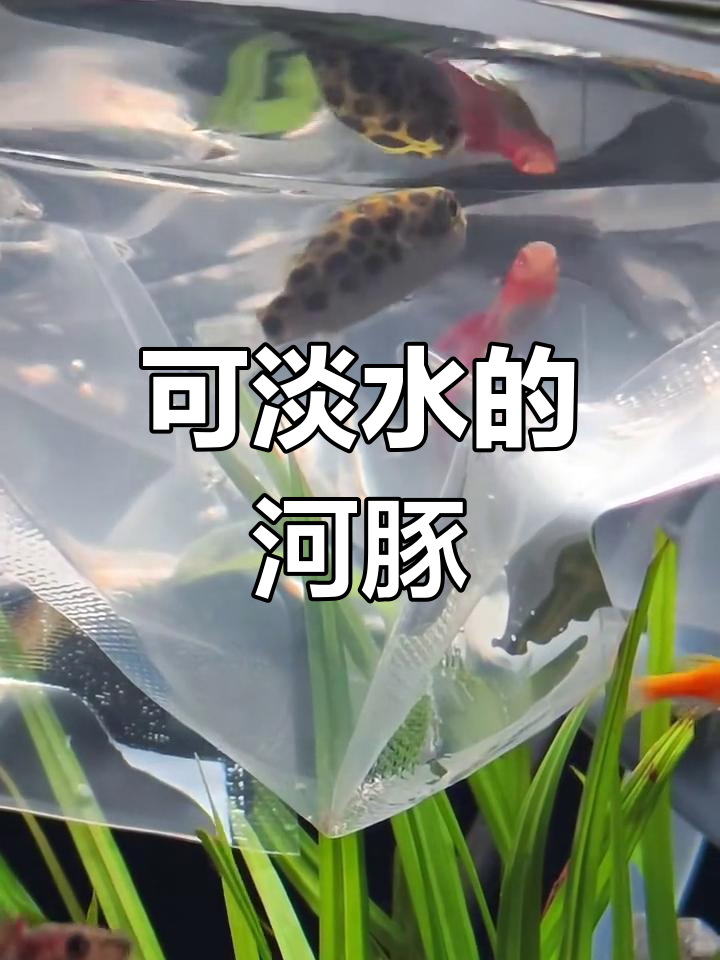 淡水河豚混养初体验,萌态十足
