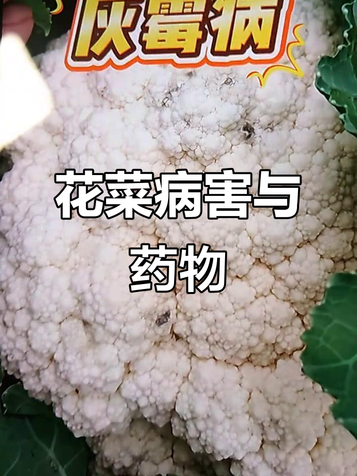 花菜常见病害及防治方法