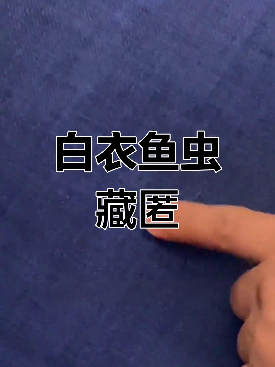 白色衣鱼虫在沙发床下寄生,逐渐变色