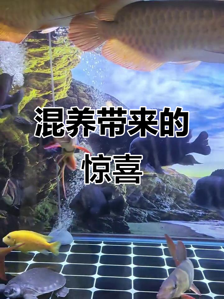 红龙鱼混养新体验，活力四射的萨伊兰虎与红龙的完美搭配