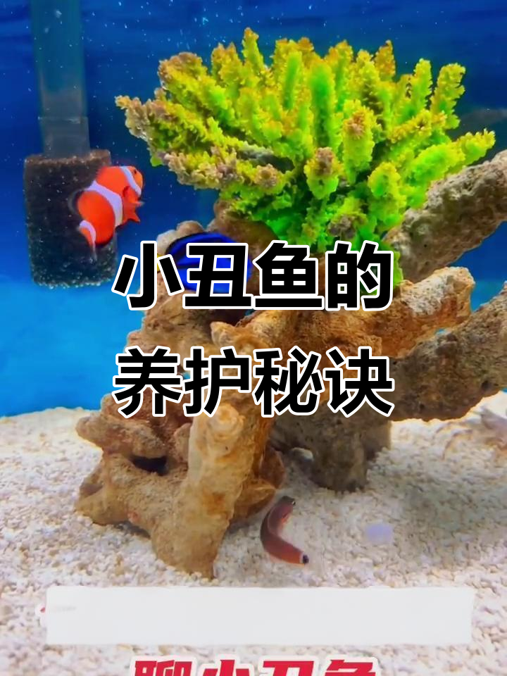 小丑鱼养护全攻略:水质、食物与生活习惯一网打尽!