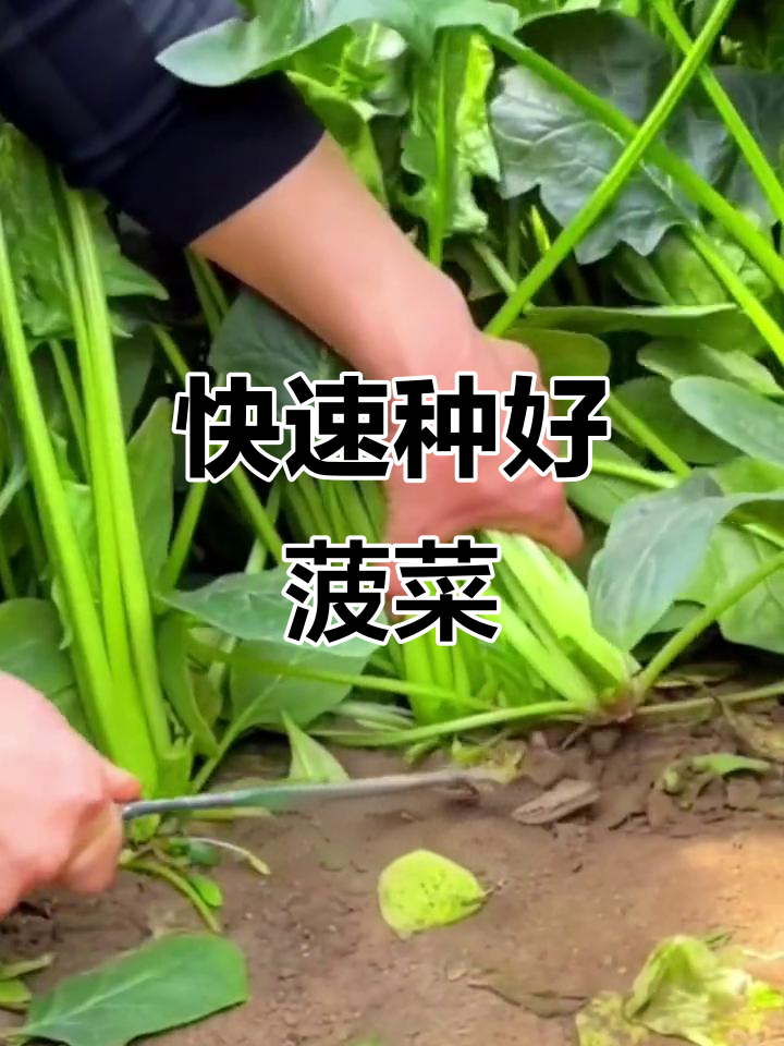 菠菜种植小技巧,出苗快又整齐