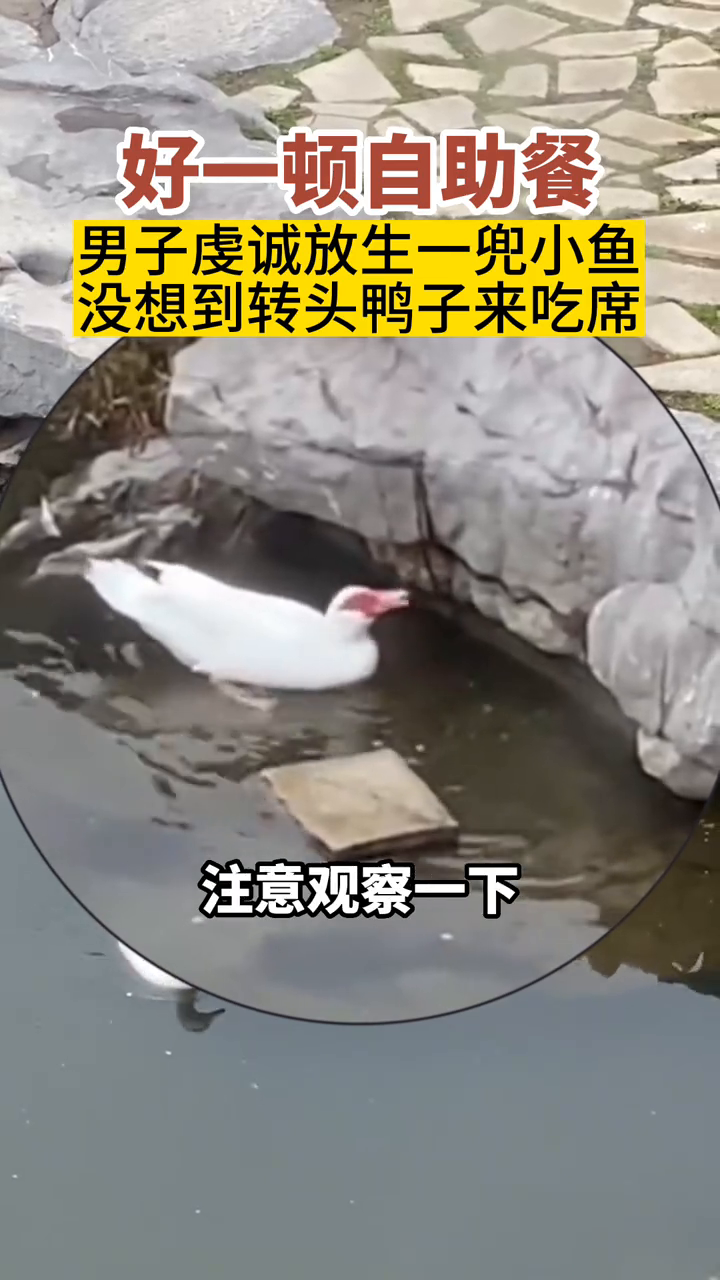 鸭子:鱼真大,一口吃不下