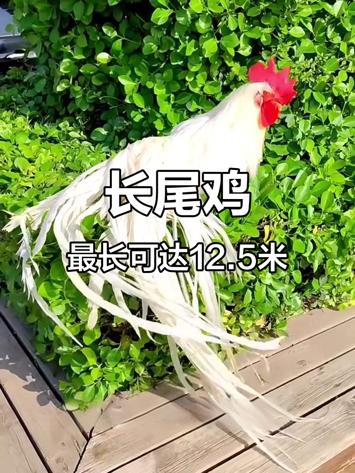 见过世界上尾巴最长的鸡吗?长尾鸡的羽毛能拖到地面