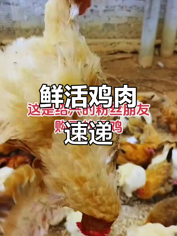 鸡是真空包装,加冰袋顺丰快递,确保新鲜送达