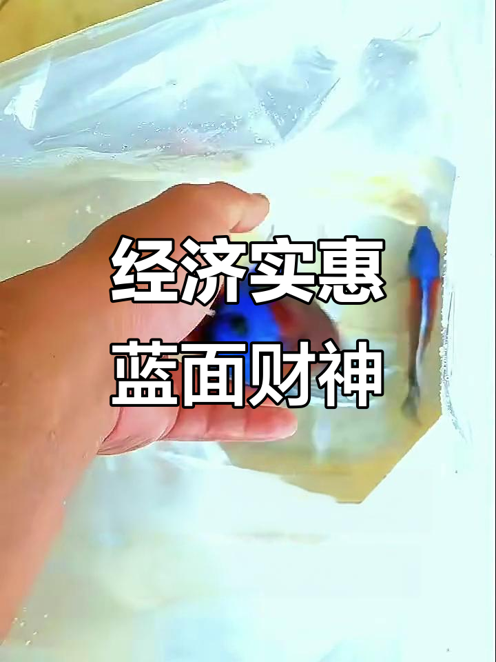 便宜又百搭的蓝面财神鱼,杂食性强