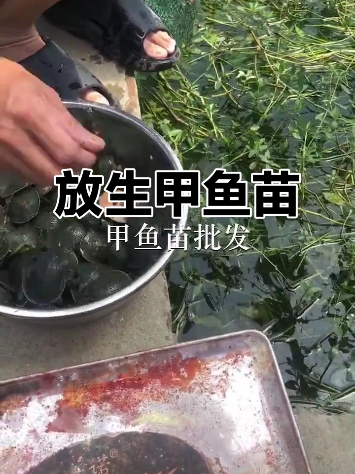广州白云与深圳松岗鱼苗场合作,甲鱼苗放生行动