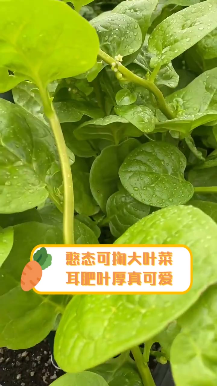 憨态可掬大叶菜,耳肥叶厚真可爱