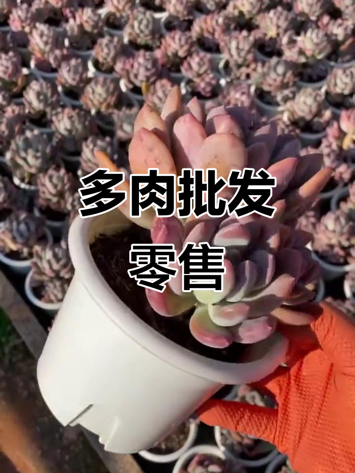 灰姑娘多肉批发,160杯一箱20盆,五一聚会必备!