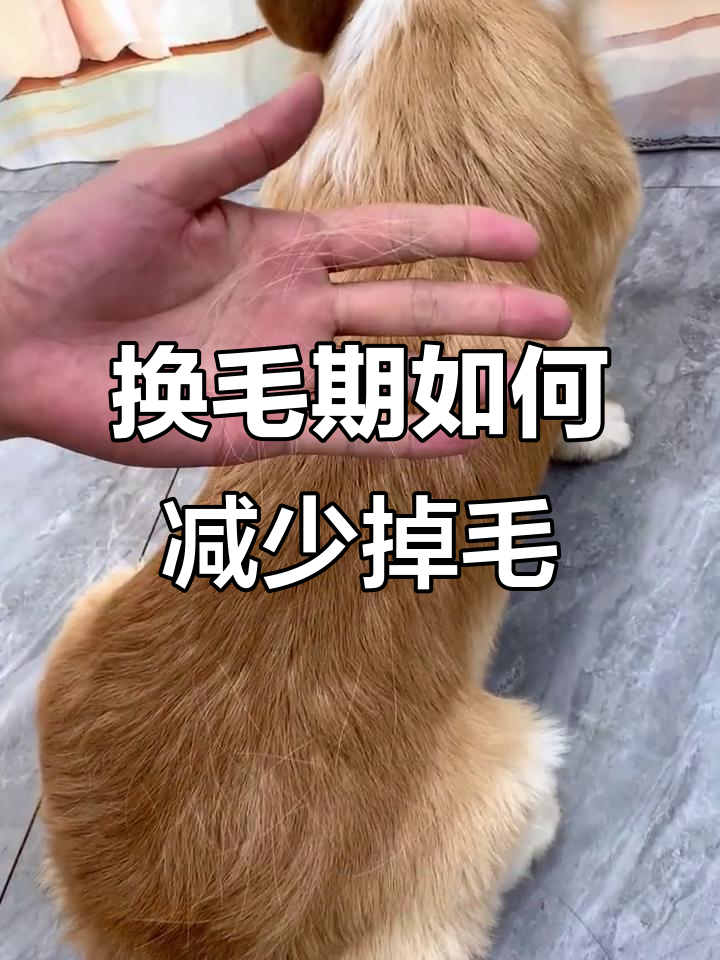 狗狗换毛期掉毛怎么办?鱼油和卵磷脂帮你解决