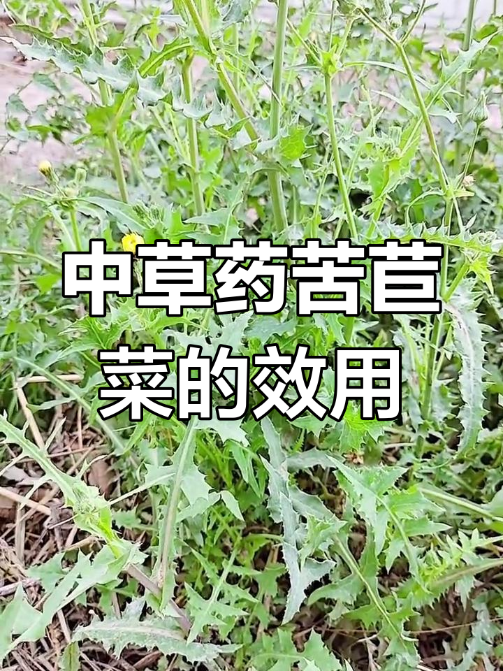 苦苣菜:清热解毒,凉血止痛的野菜良药