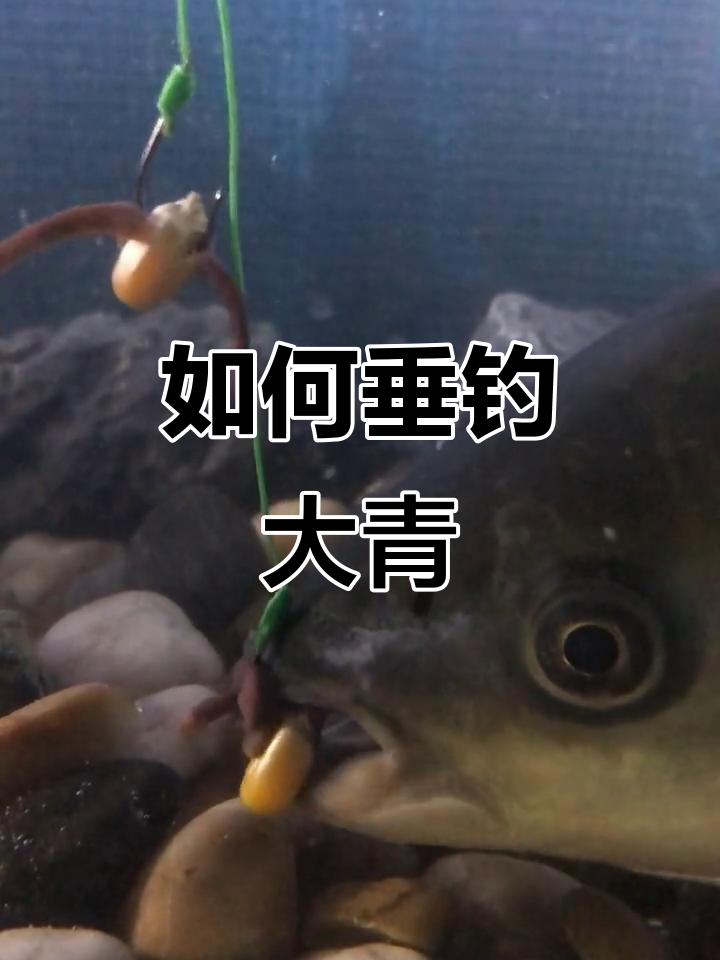 青鱼钓技巧大揭秘,春夏秋冬都能轻松捕捉