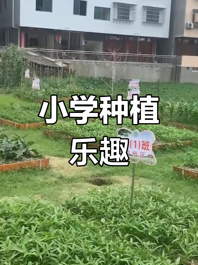 小学生种菜大挑战,探索不同风味