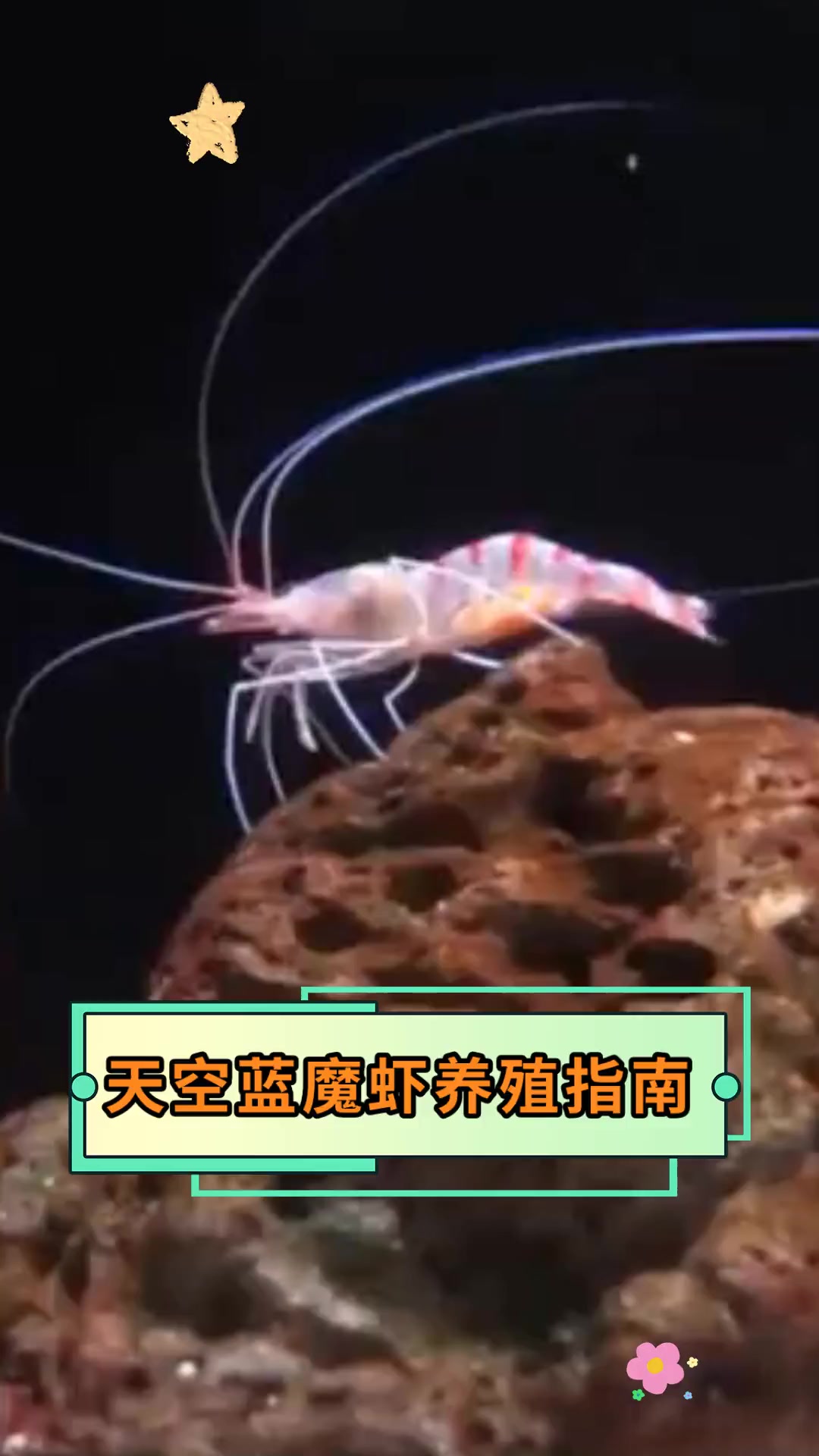 天空蓝魔虾养殖指南