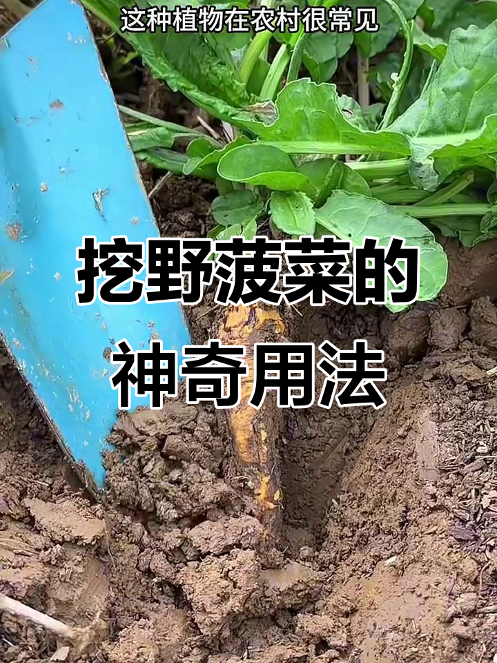 农村常见野菠菜,根块大又黄,竟然能这样处理喂猪