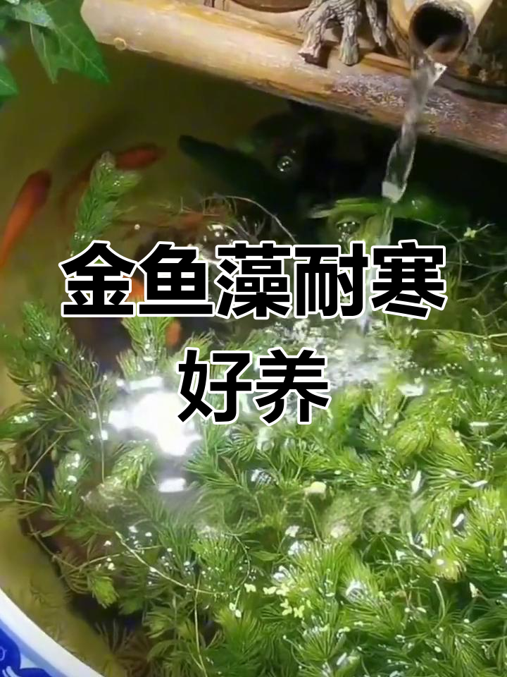 冬季养水草,金鱼藻最耐寒