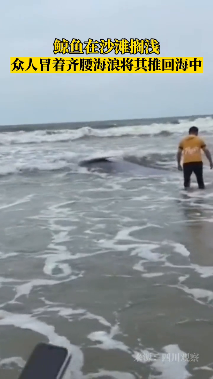 鲸鱼在沙滩搁浅,众人冒着齐腰海浪将其推回海中