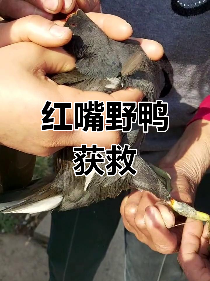 救助红嘴野鸭,国家二级保护动物