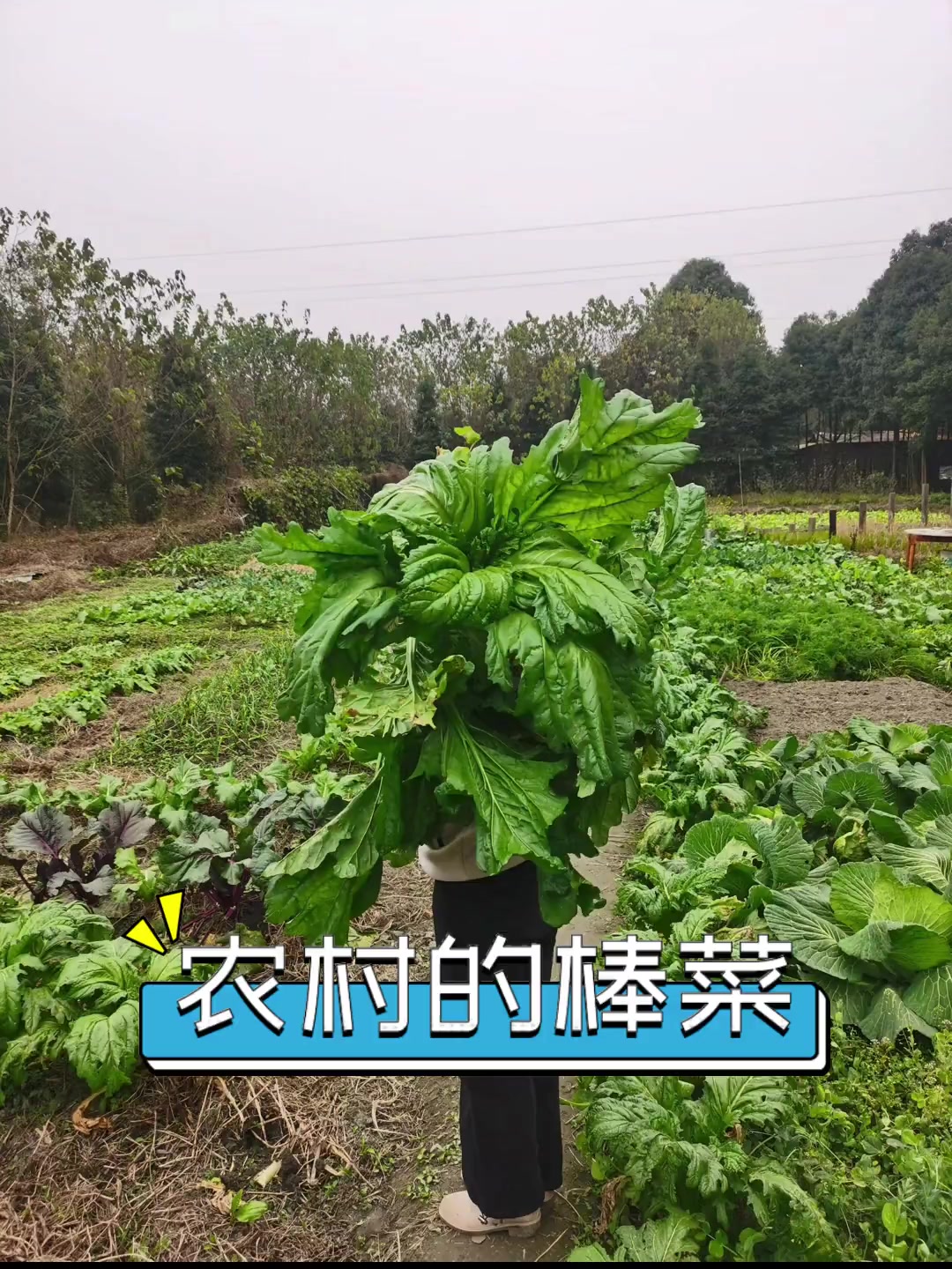 农村的棒菜