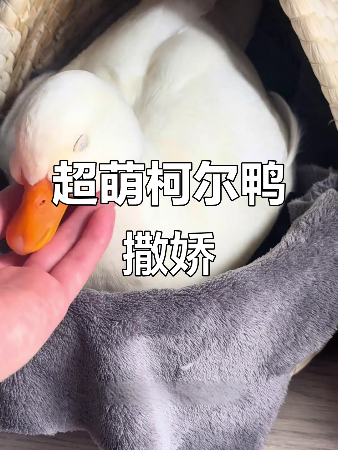 柯尔鸭的可爱日常,黏人程度让人无法抗拒