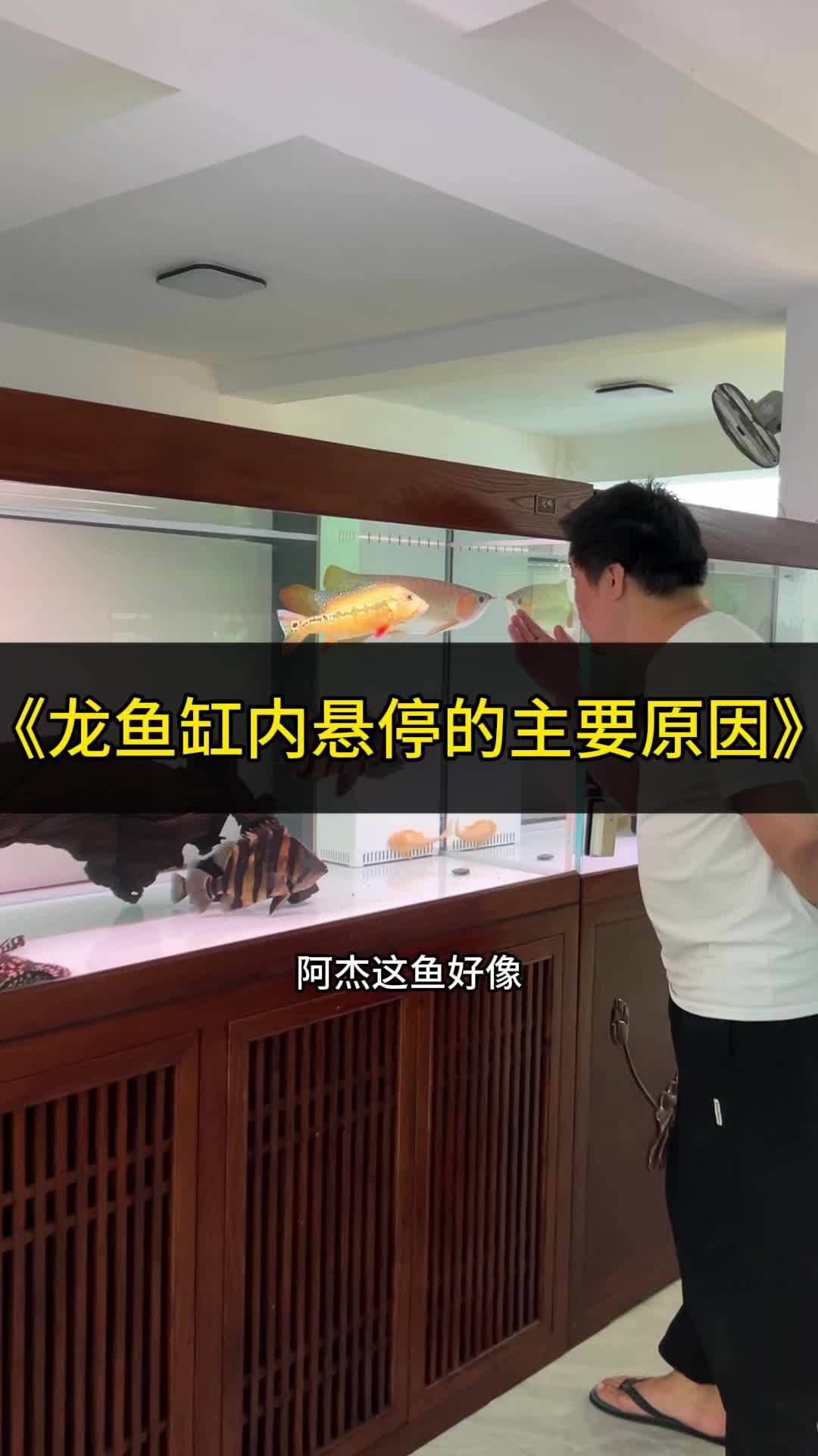 龙鱼出现鱼缸悬停的要注意了 观赏鱼 龙鱼 水族 养鱼 红龙