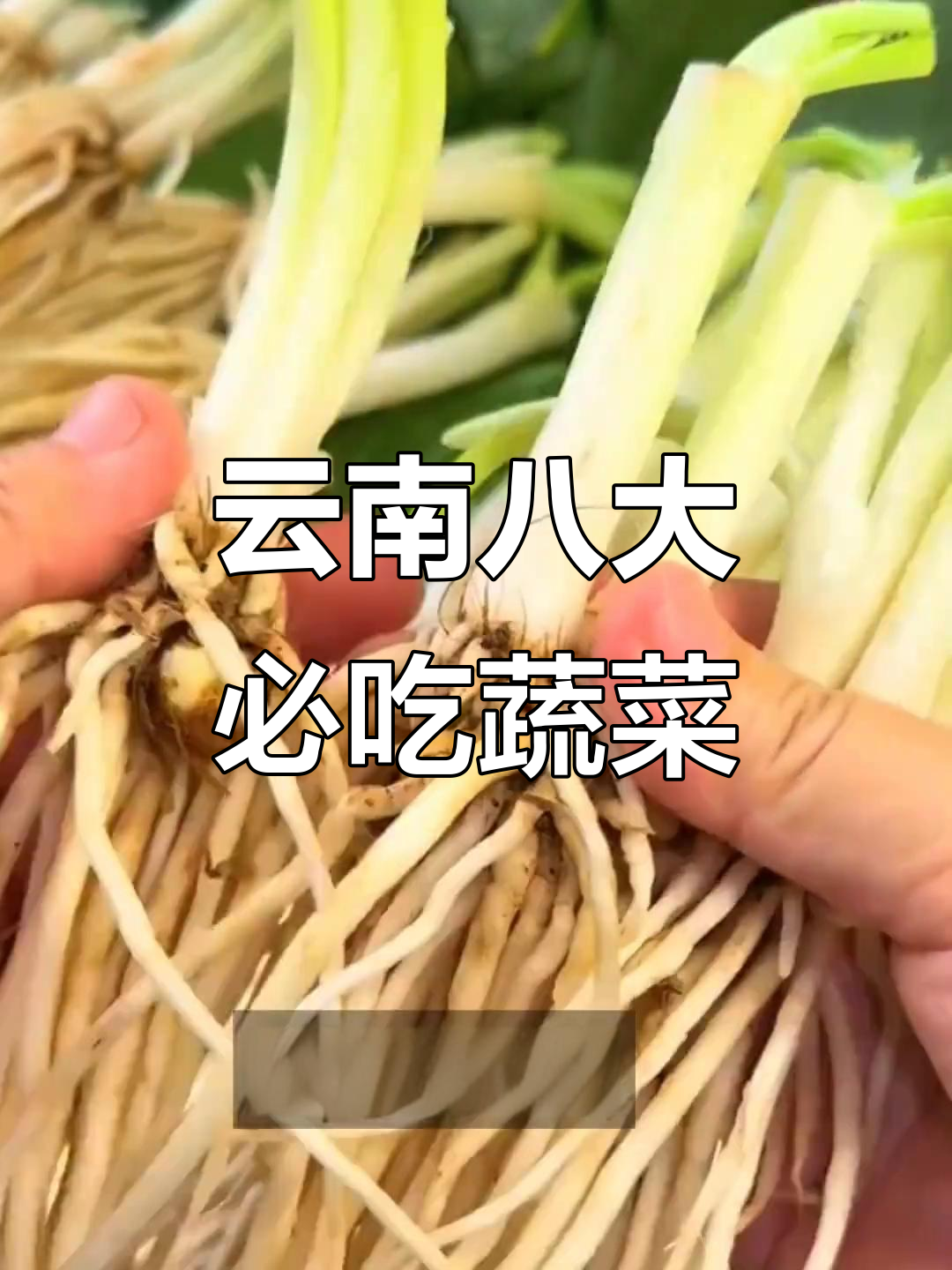 云南特色蔬菜大揭秘,看看这些你吃过几种?