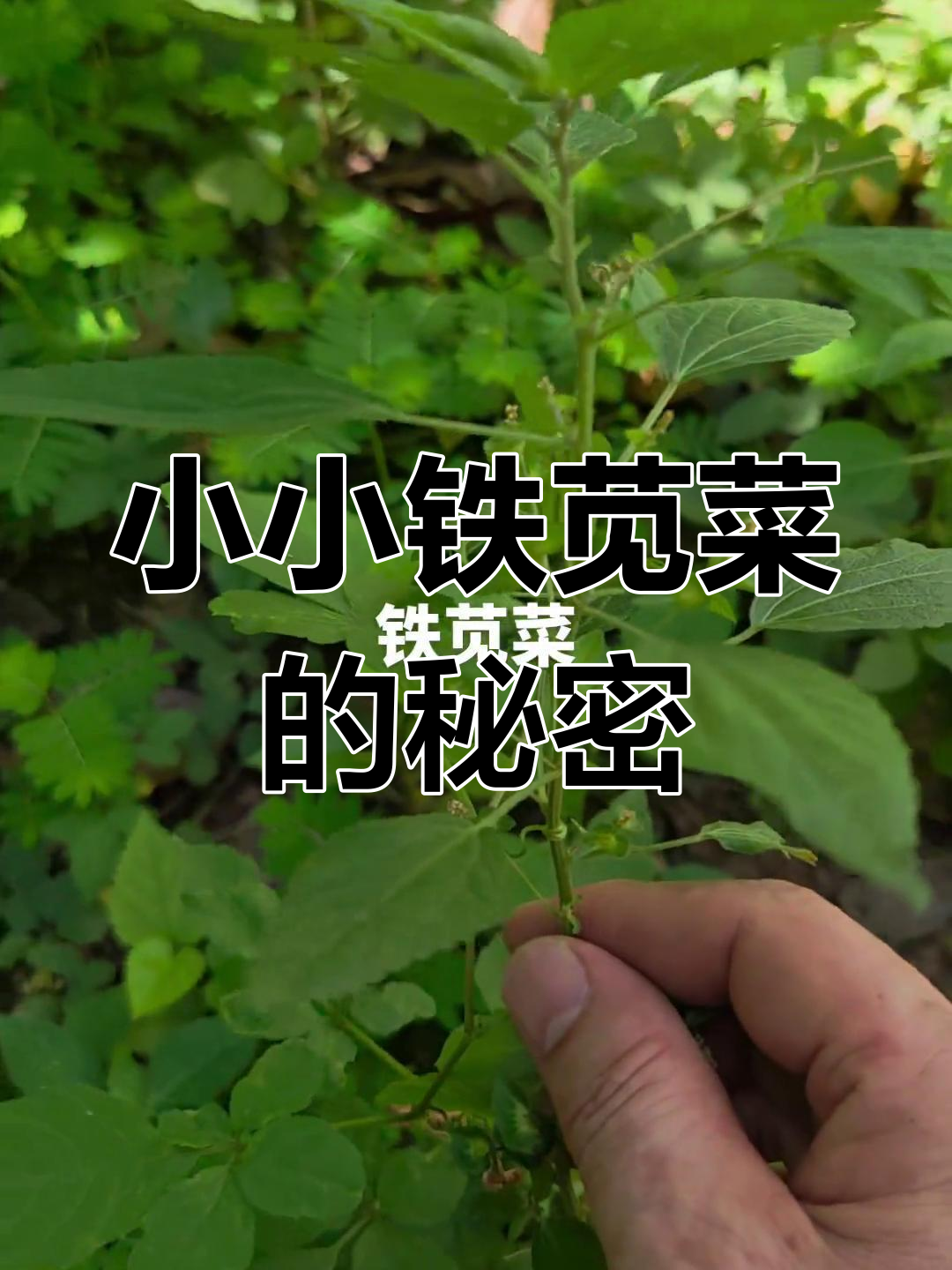 路边常见的小草,竟是“铁苋菜”!你认识吗?