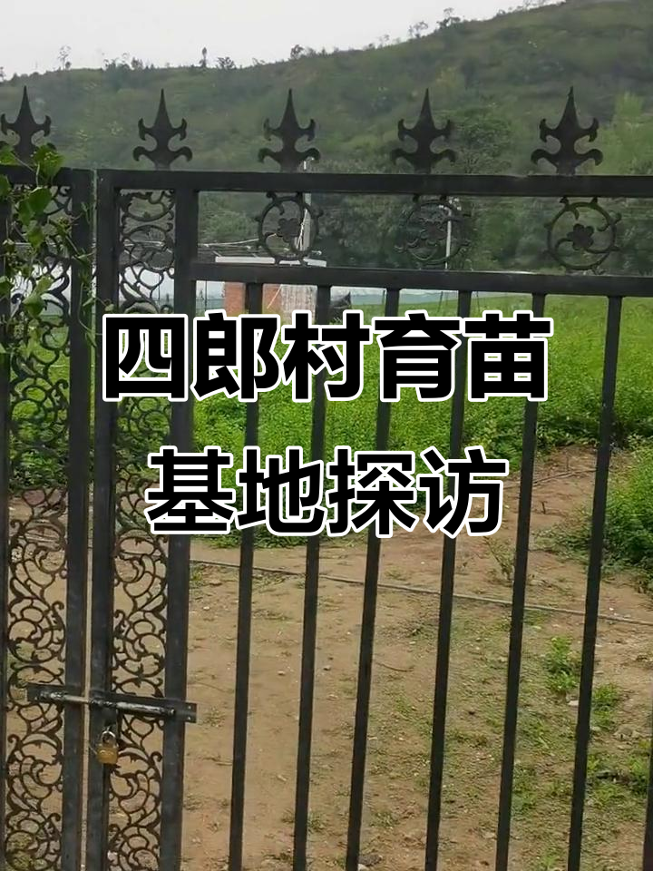 走进四郎村育苗基地,揭秘蔬菜大棚与轻机织无纺布技术