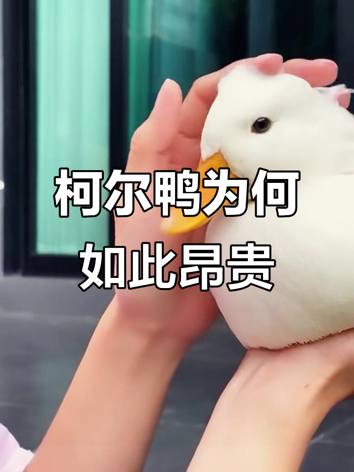 为什么柯尔鸭这么贵?揭秘它的独特魅力与稀有性