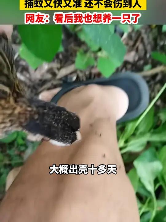 三个月大的茶花鸡成“捕蚊神器” 捕蚊又快又准 还不会伤到人 网友:看后我也想养一只了
