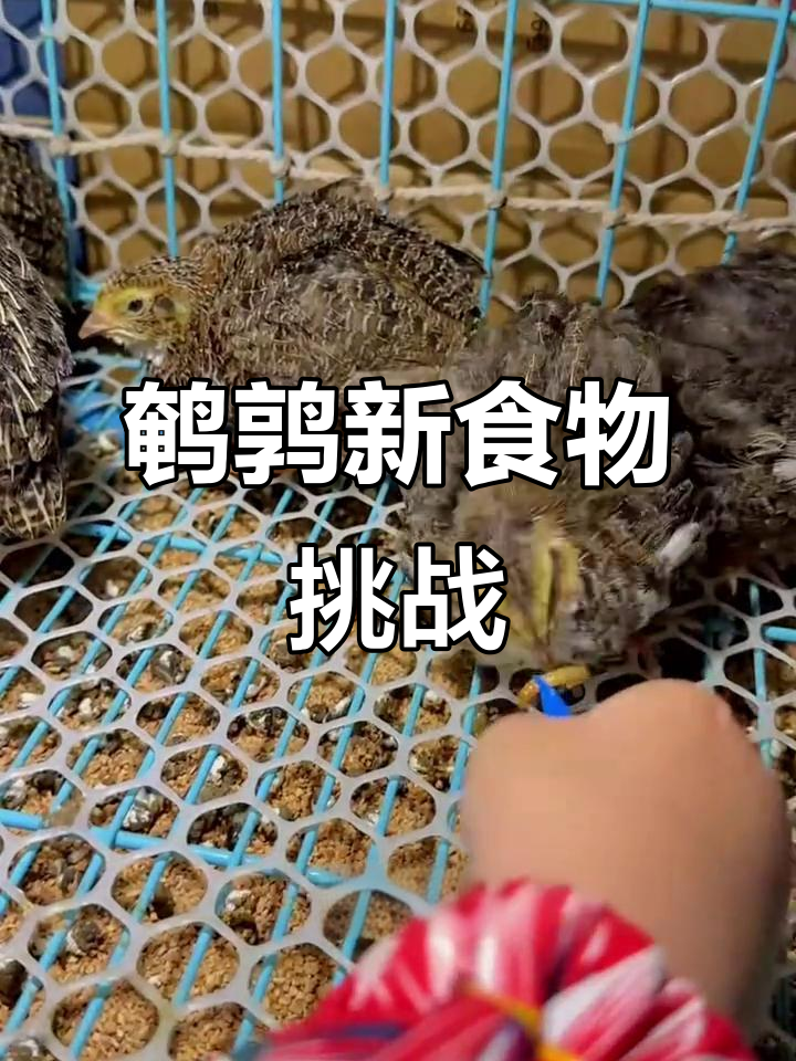 面包虫来了,鹌鹑们先适应麦麸,过段时间再开吃