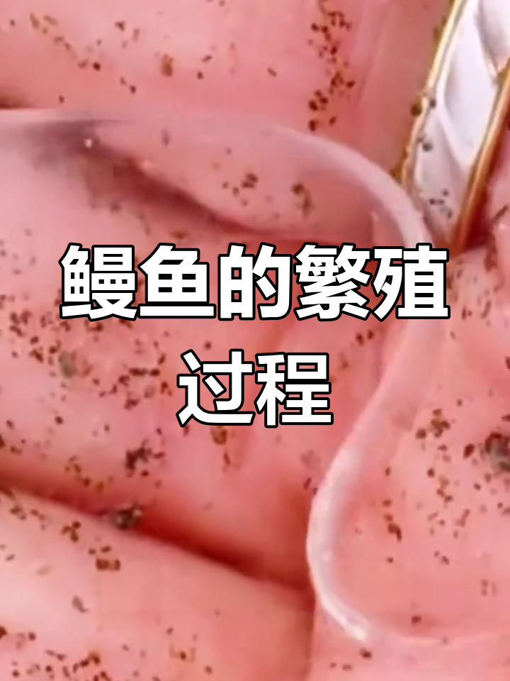 鳗鱼从柳叶漫到成年的奇妙旅程